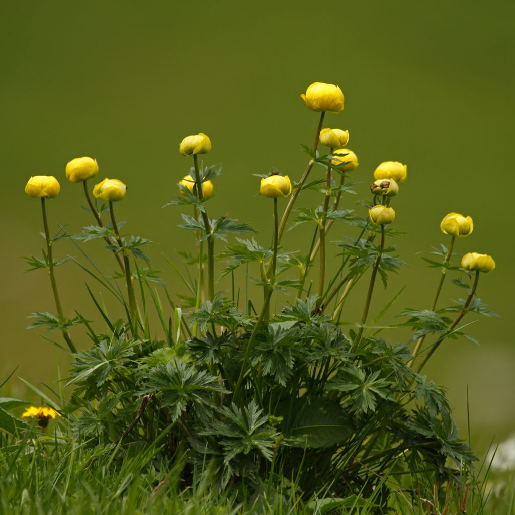 Trollius europaeus - Calderones