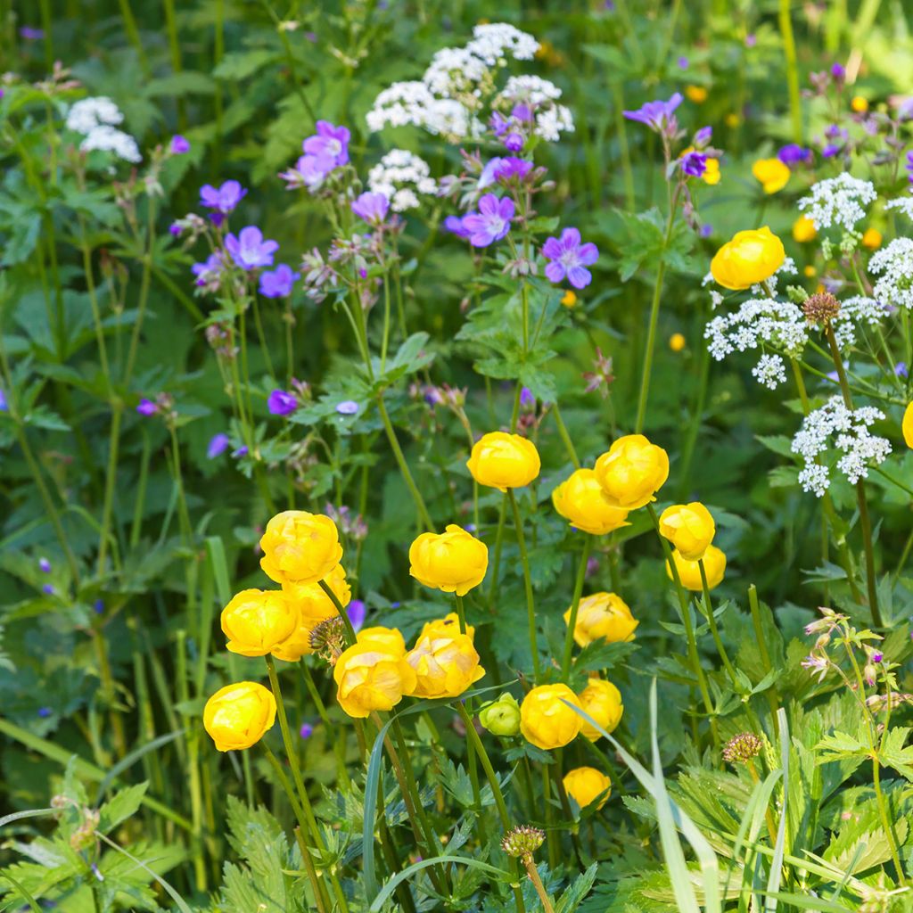 Trollius europaeus - Calderones