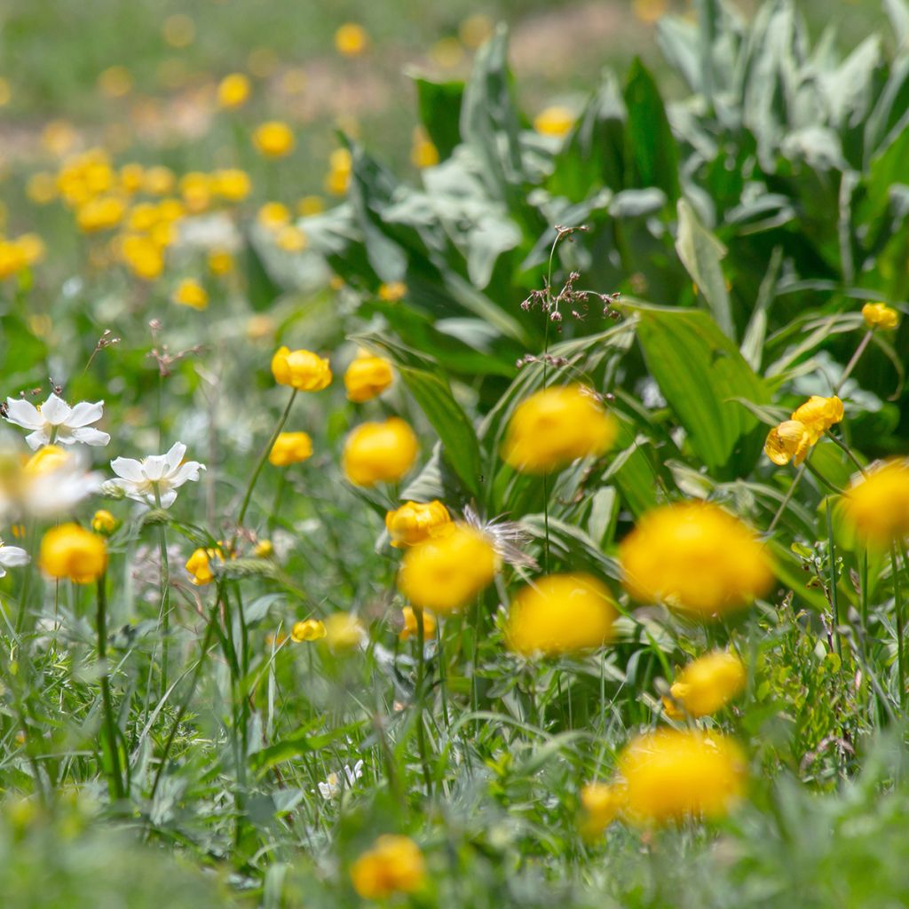 Trollius europaeus - Calderones