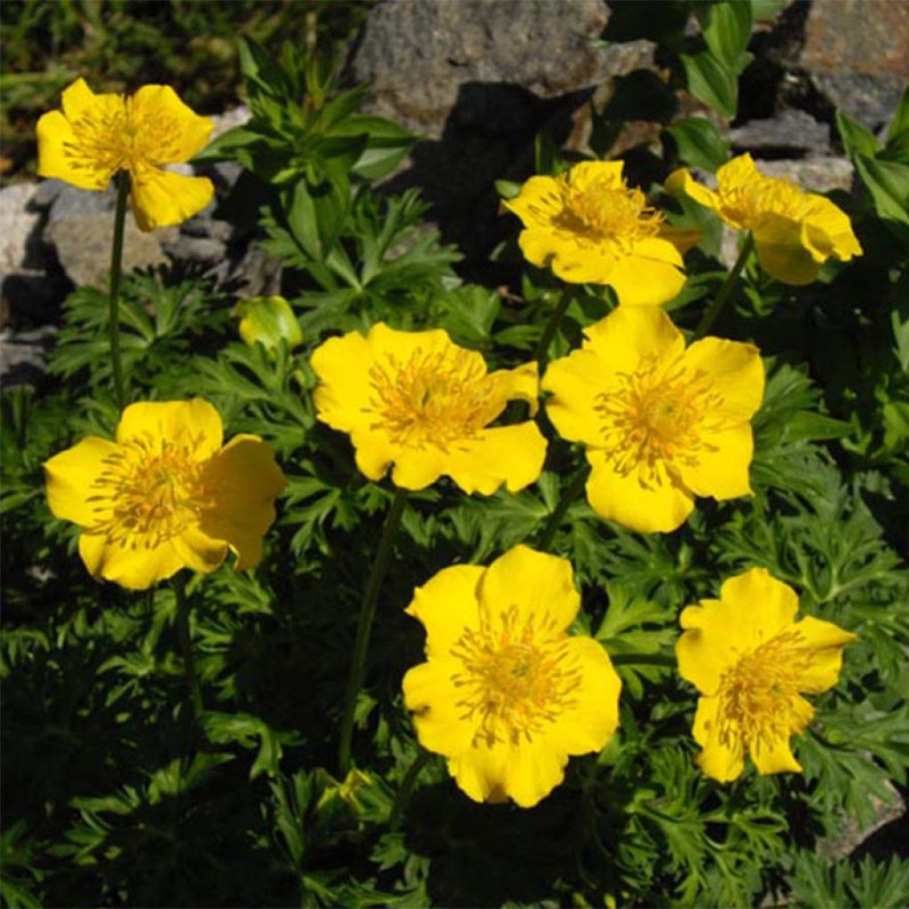 Trolle, Trollius pumilus