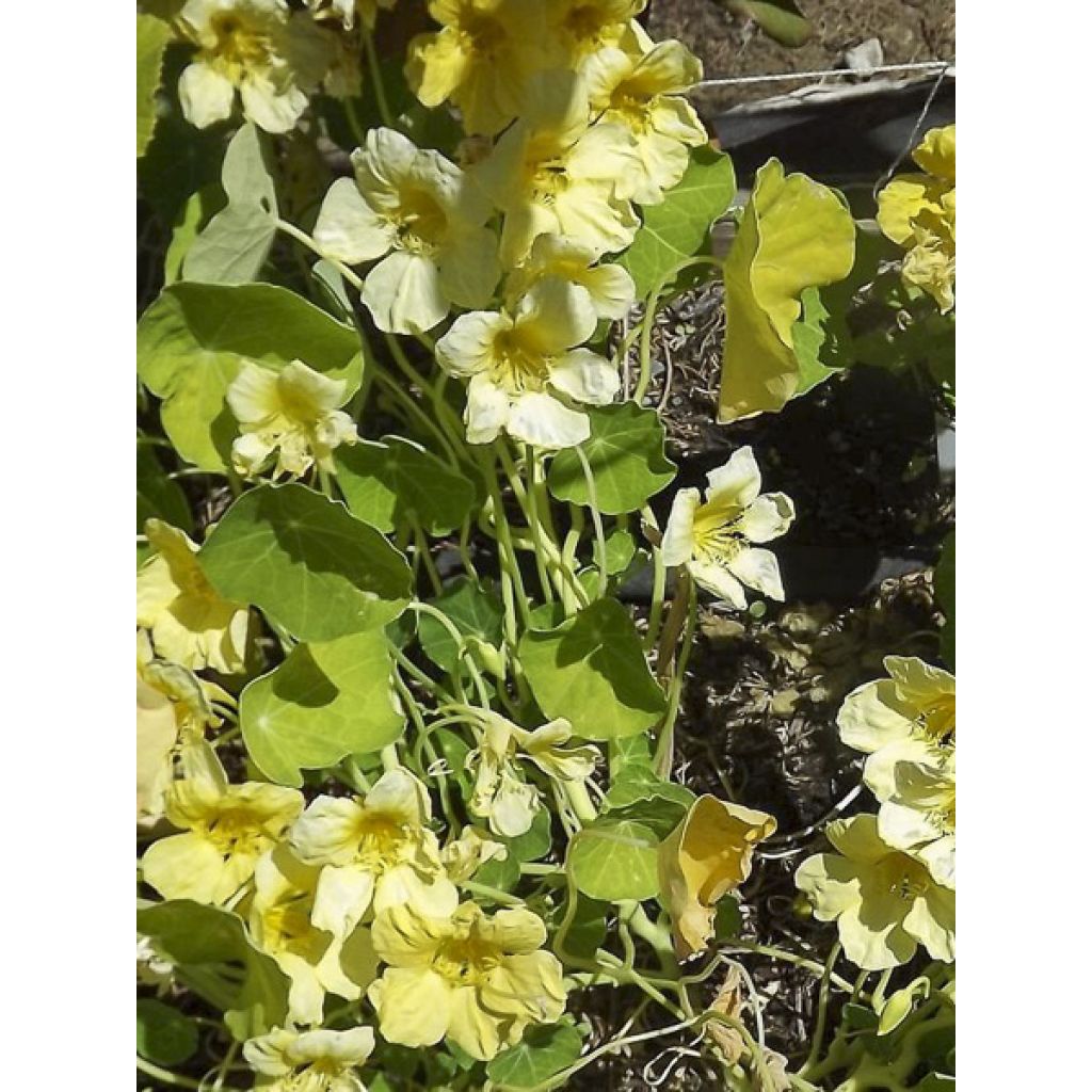 Capuchina Moonlight - Tropaeolum lobbianum