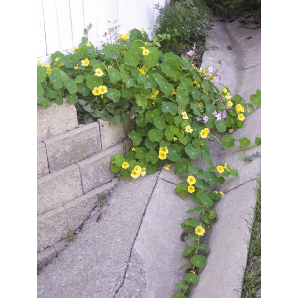 Capuchina Moonlight - Tropaeolum lobbianum