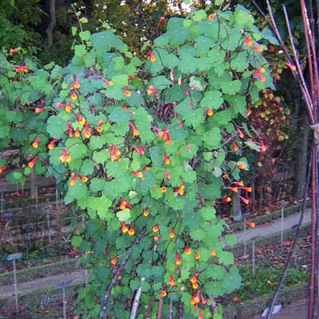 Capucine vivace - Tropaeolum tuberosum