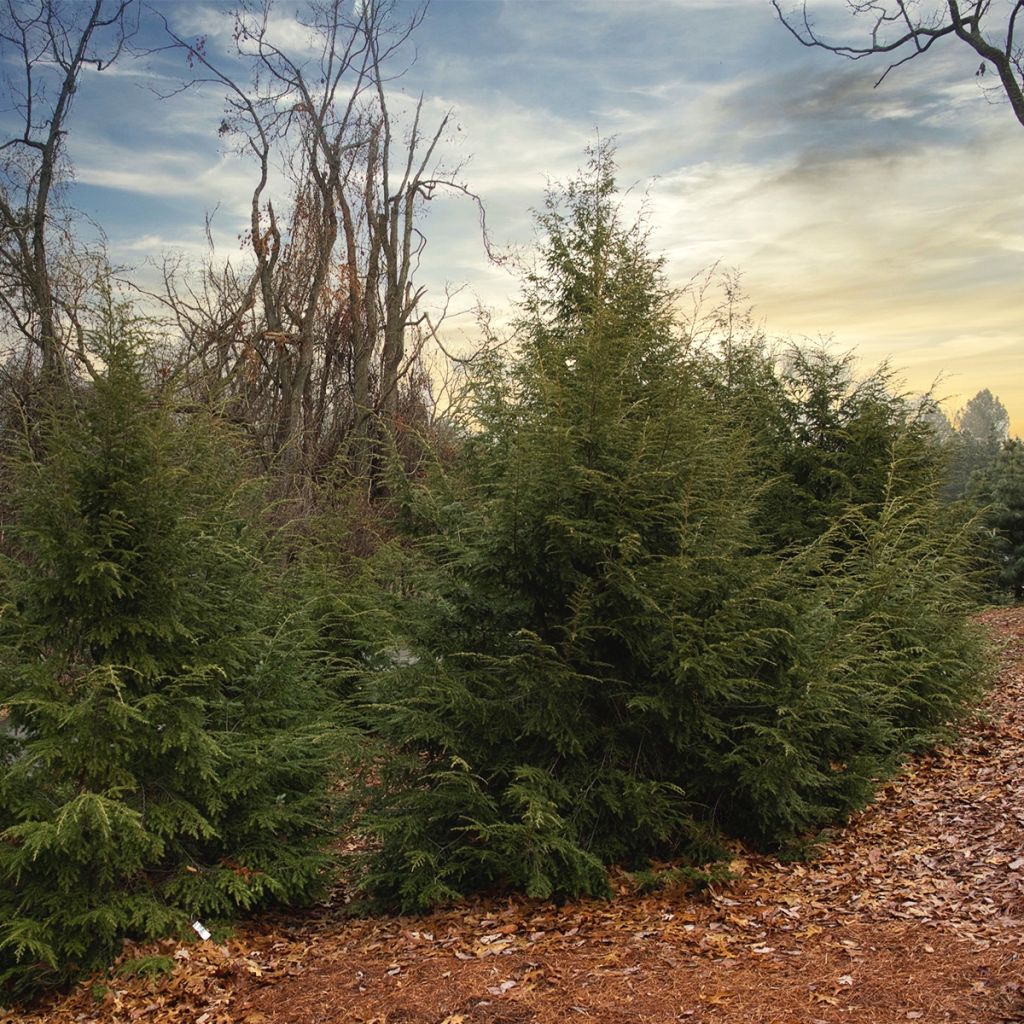 Tsuga canadensis