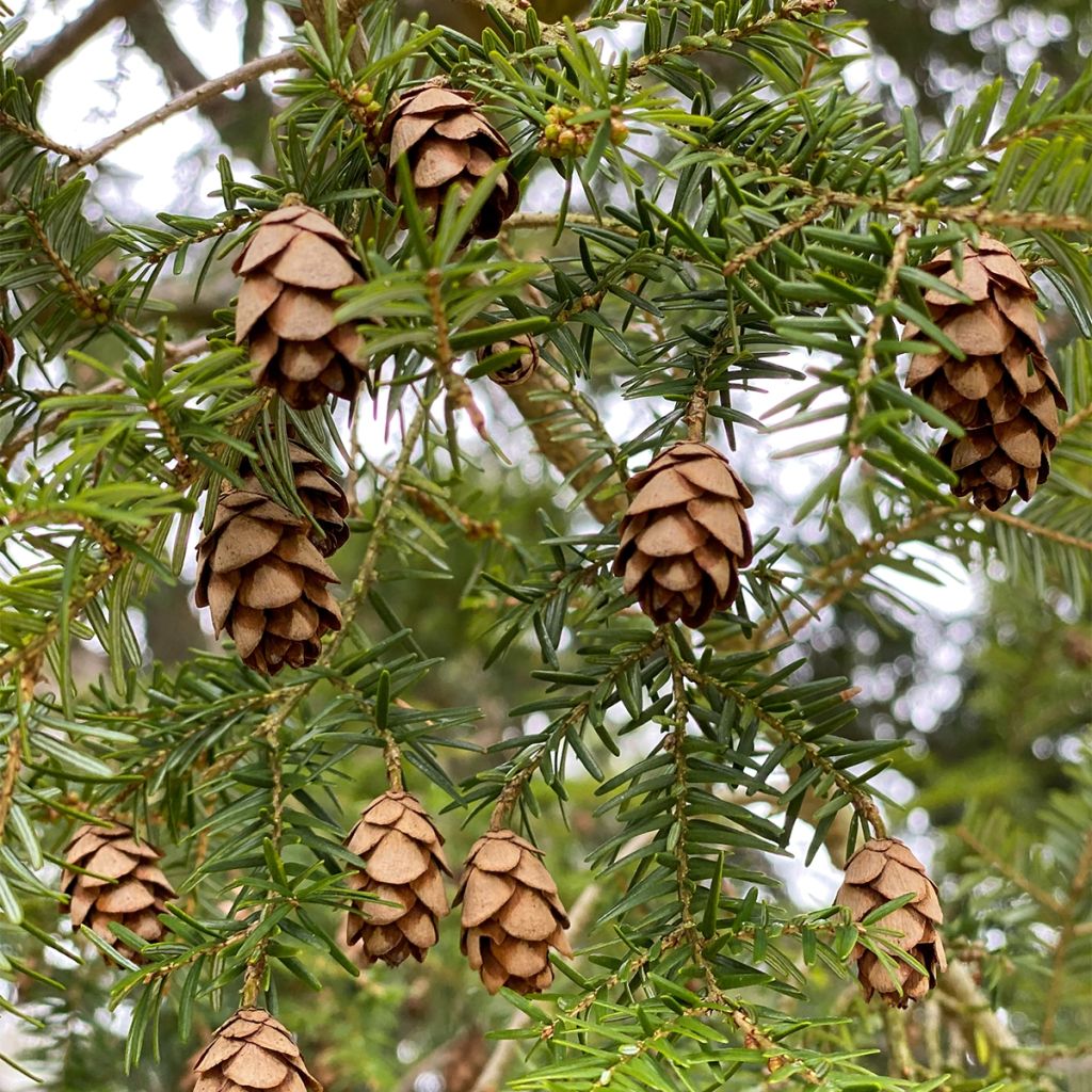 Tsuga canadensis