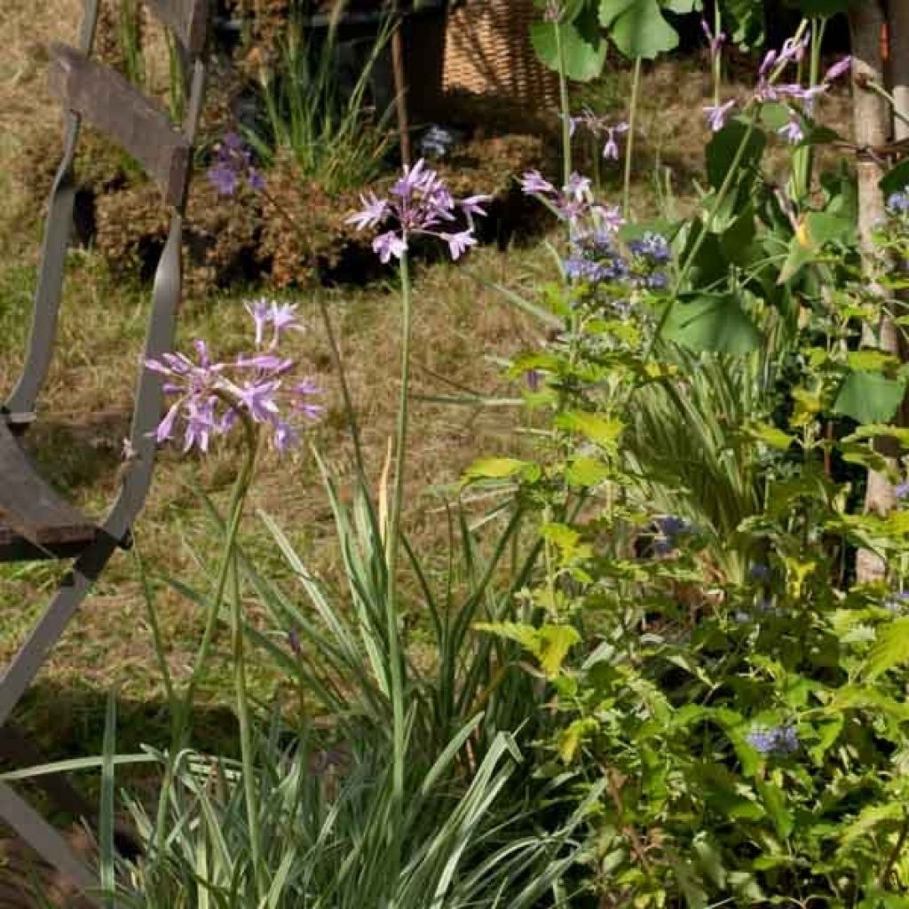 Tulbaghia violacea Silver Lace