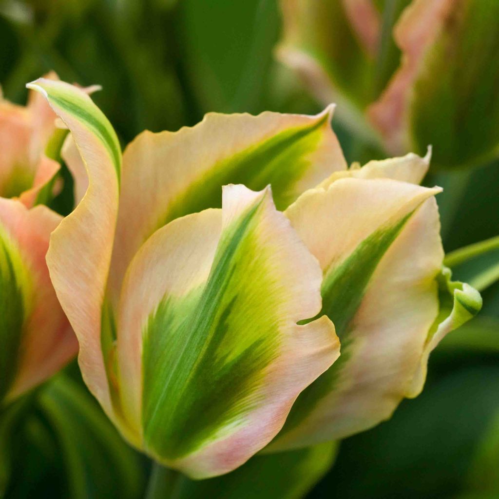 Tulipa Viridiflora Green River