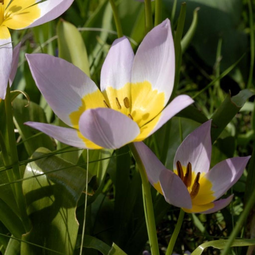 Tulipa saxatilis - Tulipan botánico