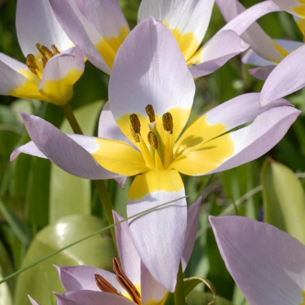 Tulipa saxatilis - Tulipan botánico