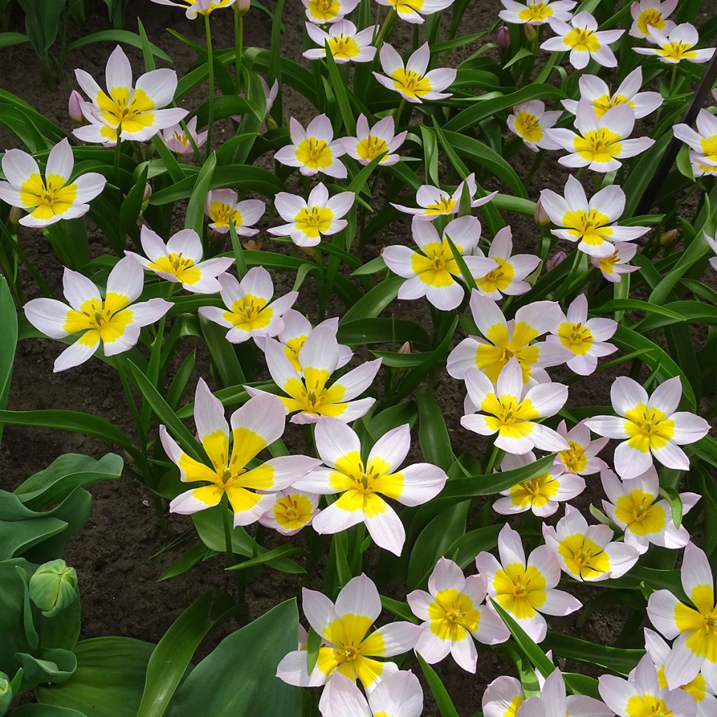 Tulipa bakeri Lilac Wonder