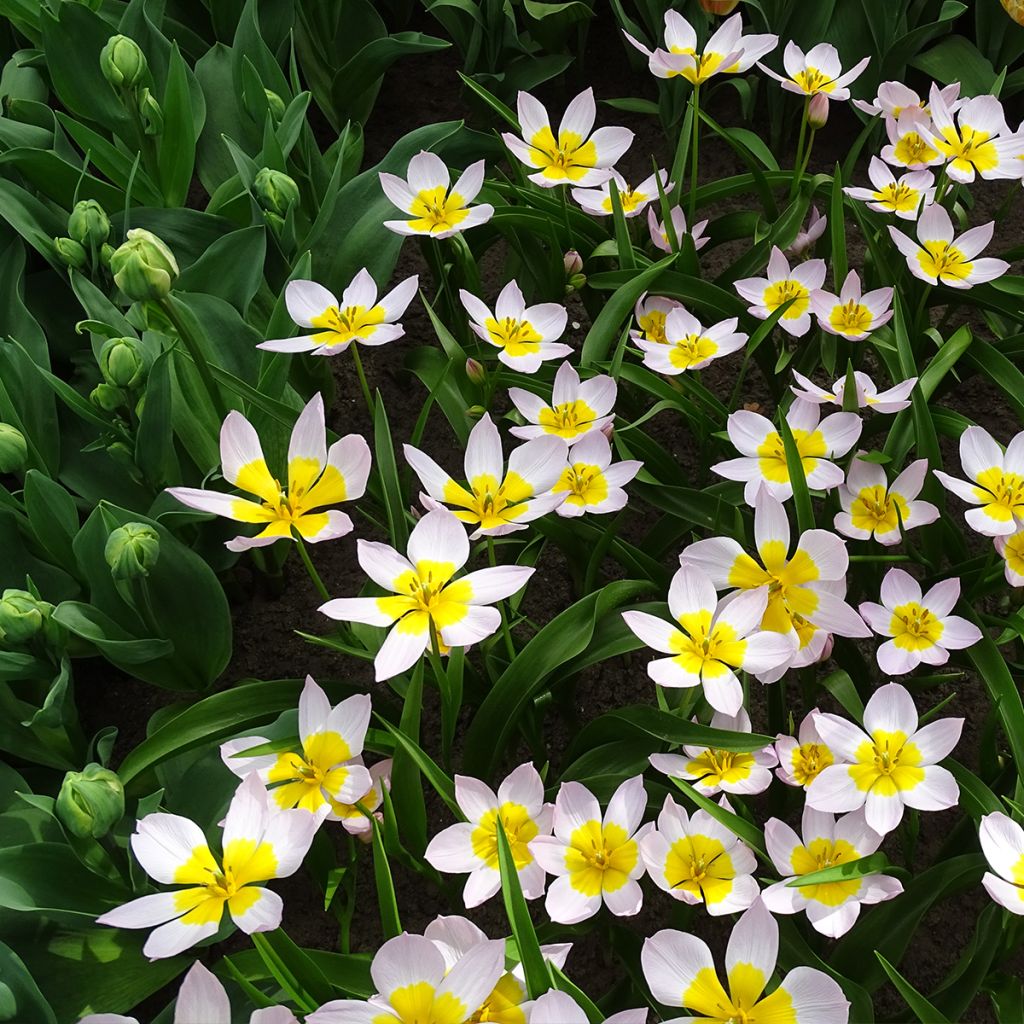 Tulipa bakeri Lilac Wonder