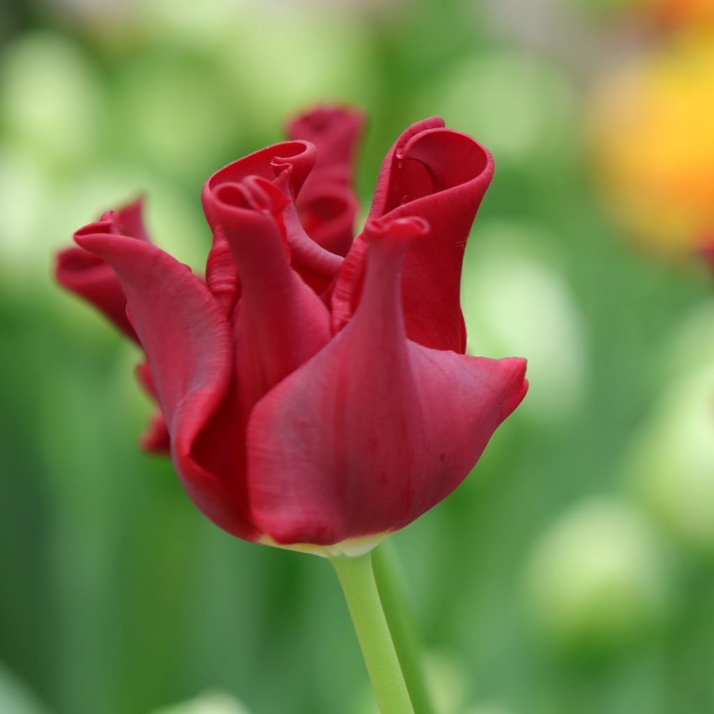 Tulipe couronne Red Dress