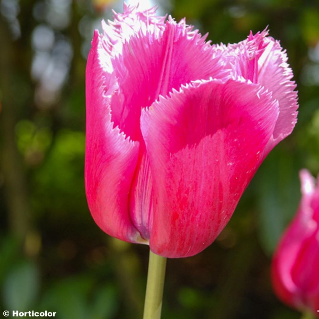 Tulipa crispa Louvre - Tulipe dentelée Louvre