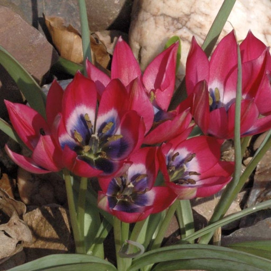 Tulipe Botanique Little Beauty