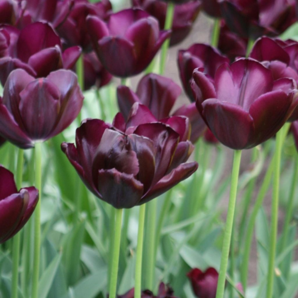 Tulipe Triomphe Black Jack