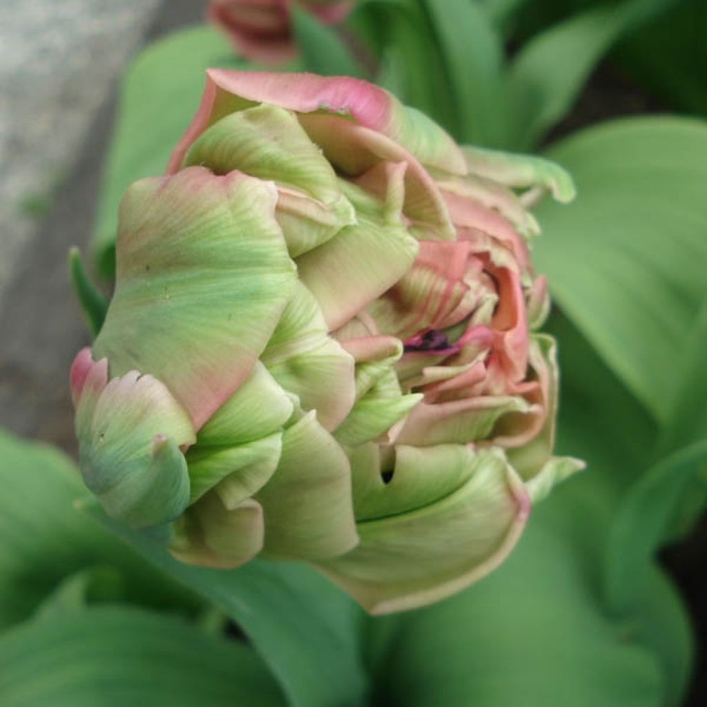 Tulipe Double Tardive Britt