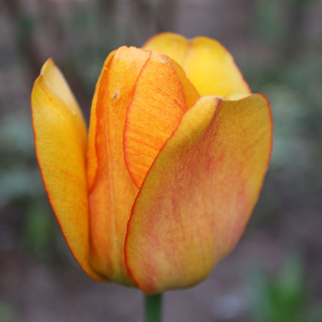 Tulipán híbrido Darwin Blushing Apeldoorn