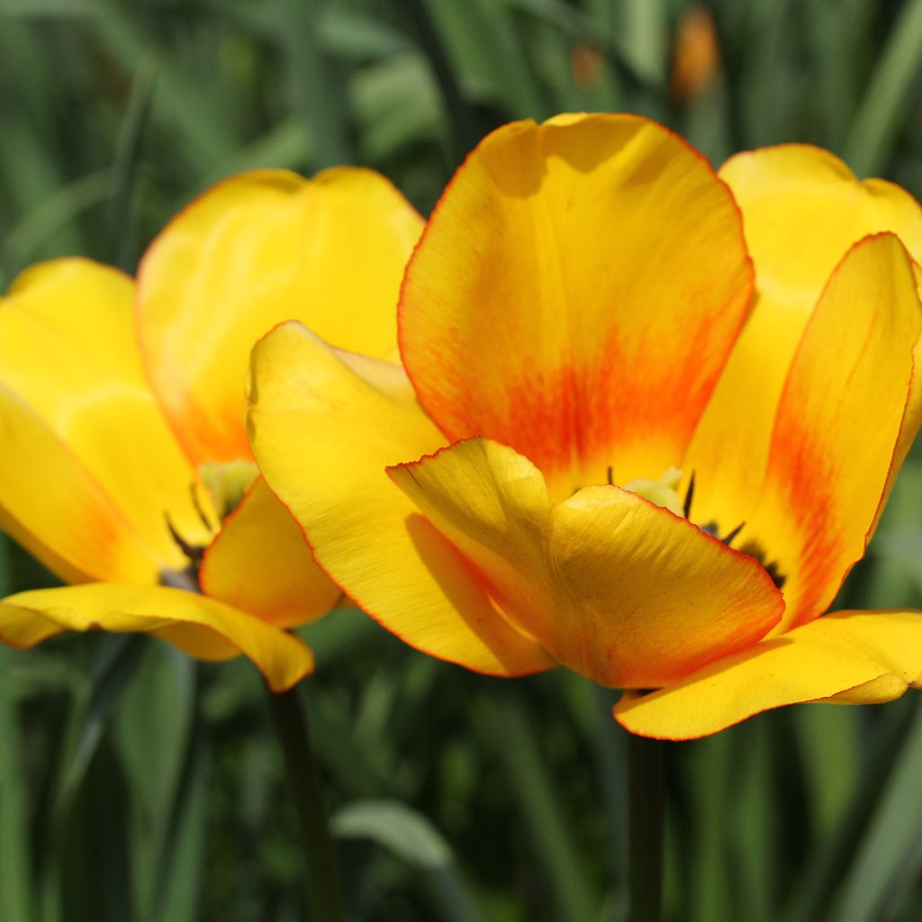 Tulipán híbrido Darwin Blushing Apeldoorn