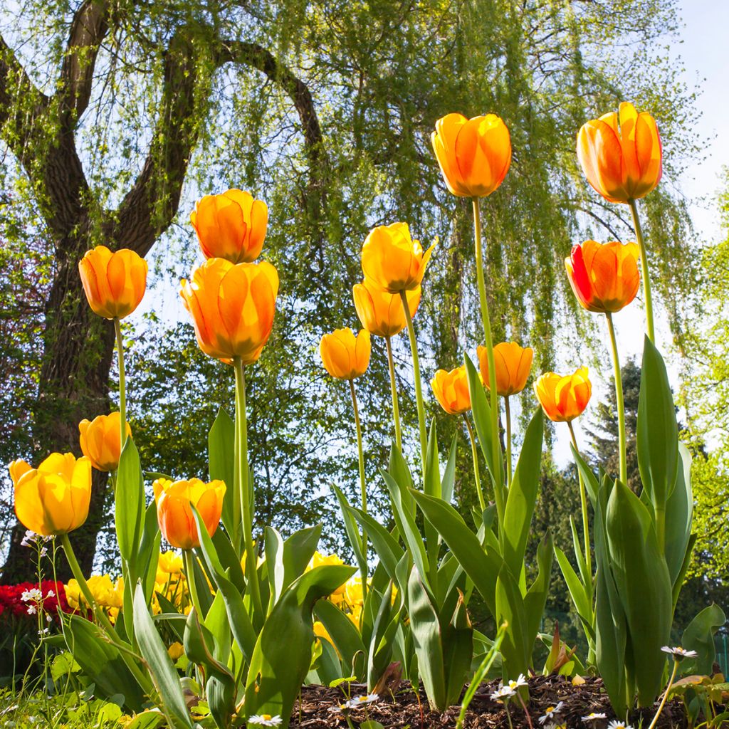 Tulipán híbrido Darwin Blushing Apeldoorn