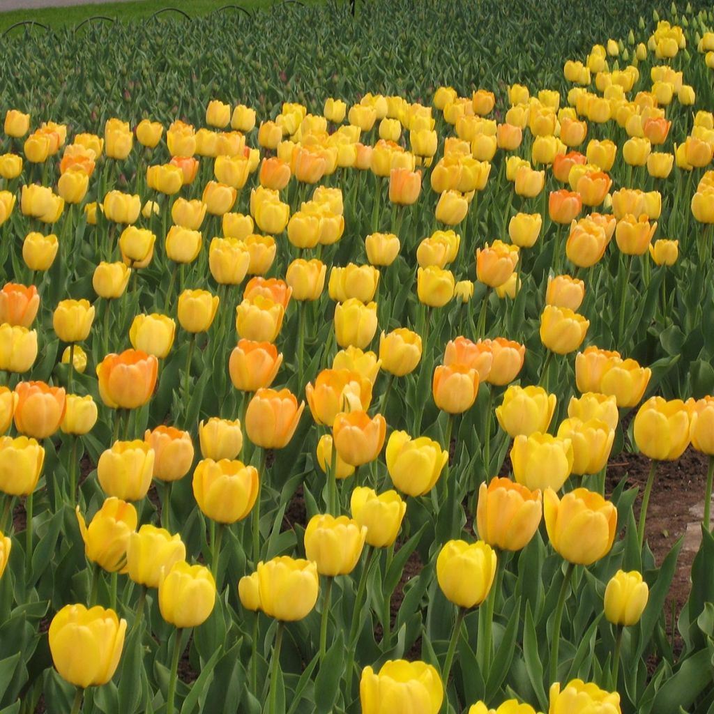 Tulipe Darwin Golden Apeldoorn