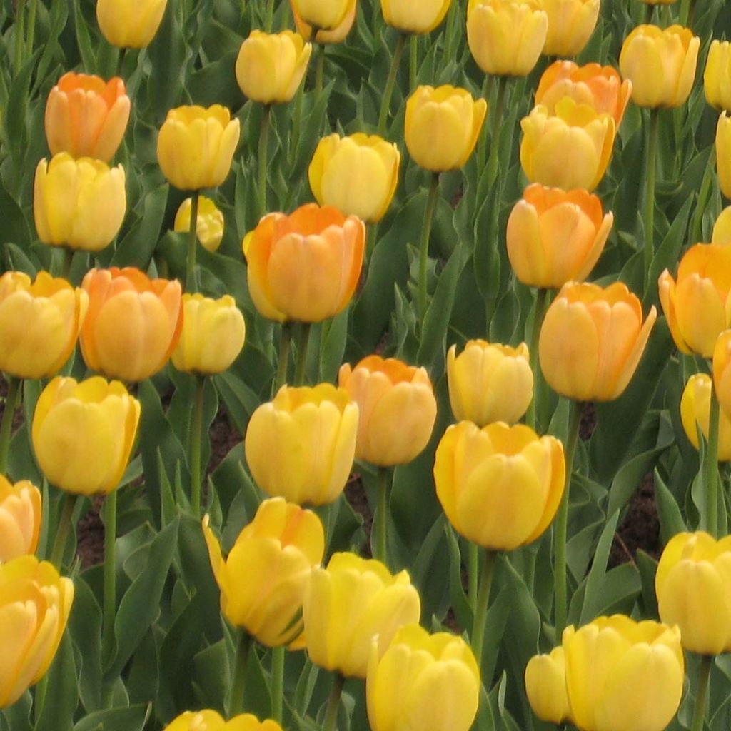 Tulipe Darwin Golden Apeldoorn