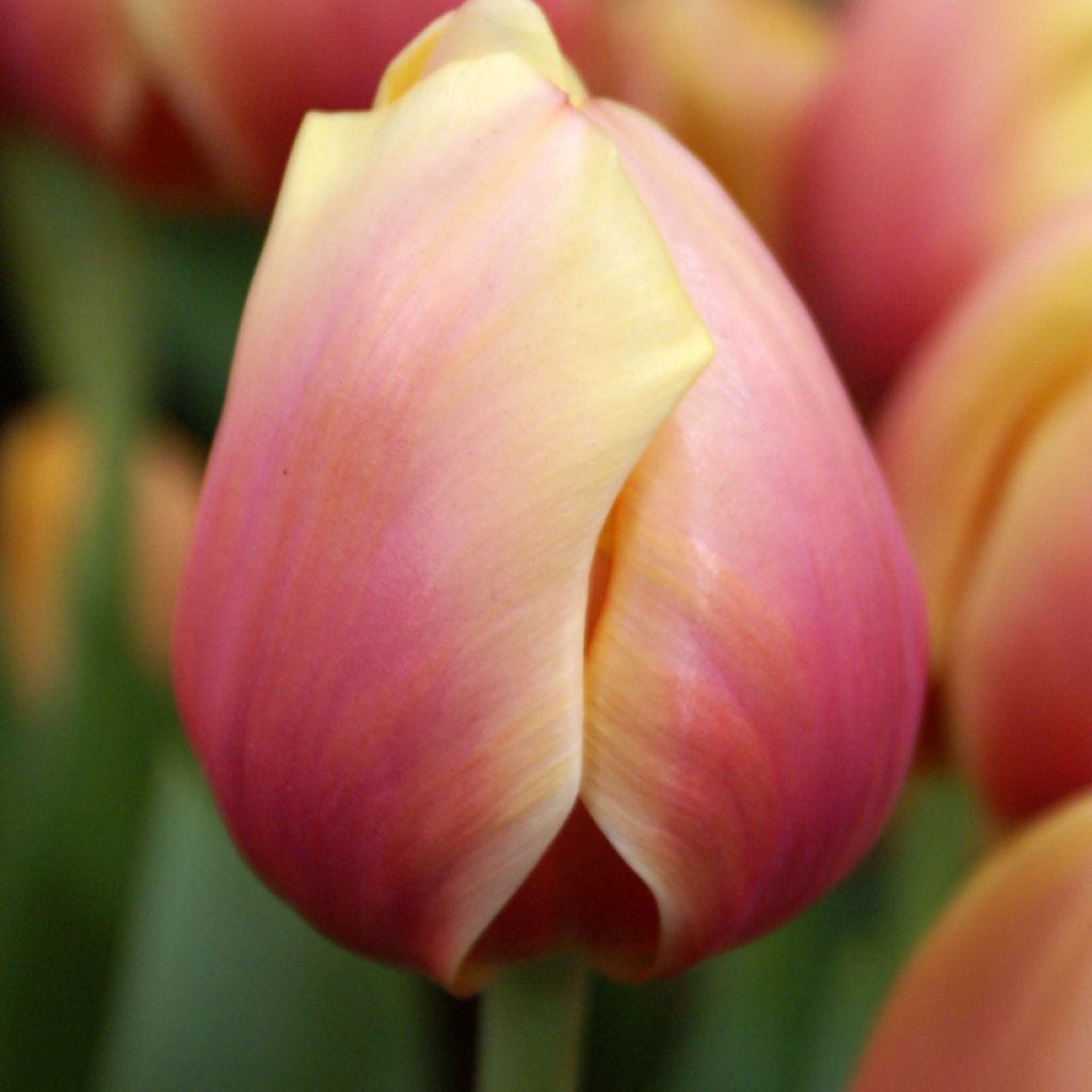 Tulipa  Marit - Tulip