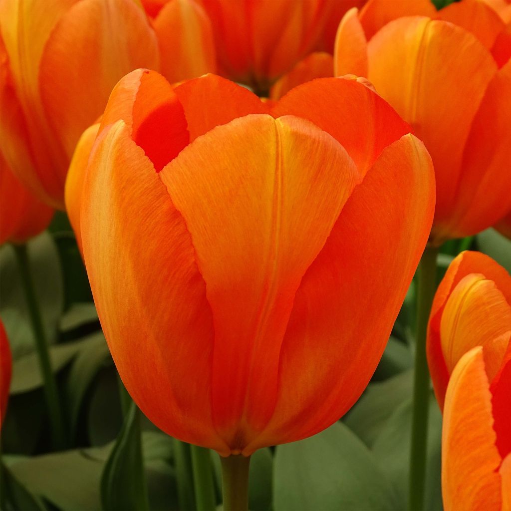 Tulipe Darwin Orange Balloon