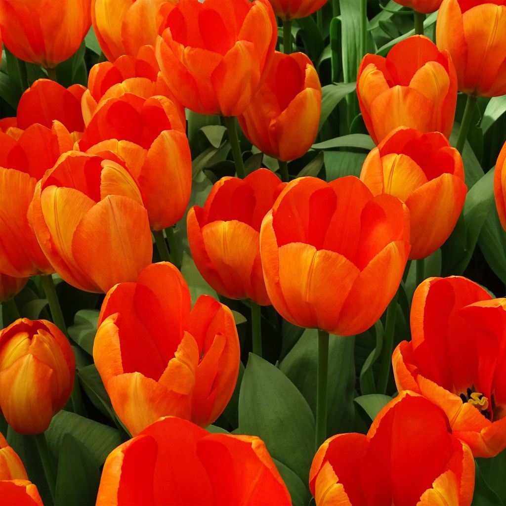 Tulipe Darwin Orange Balloon