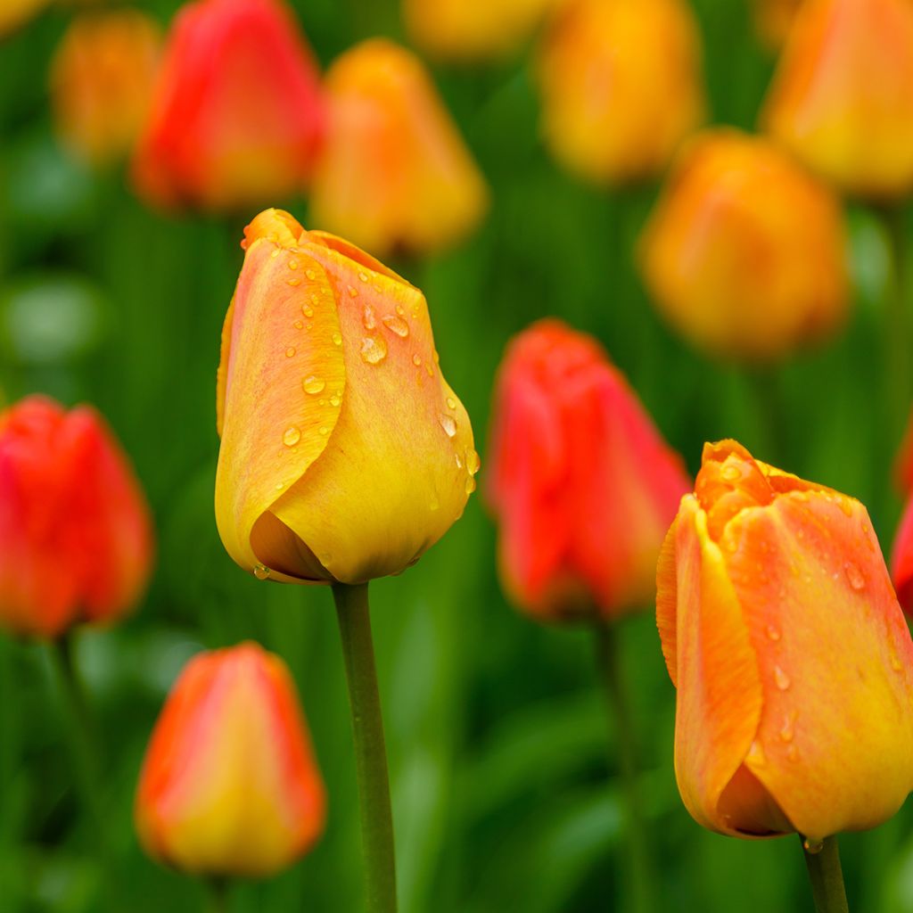 Tulipán híbrido Darwin Orange Lion