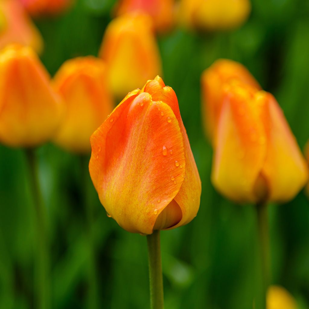 Tulipán híbrido Darwin Orange Lion