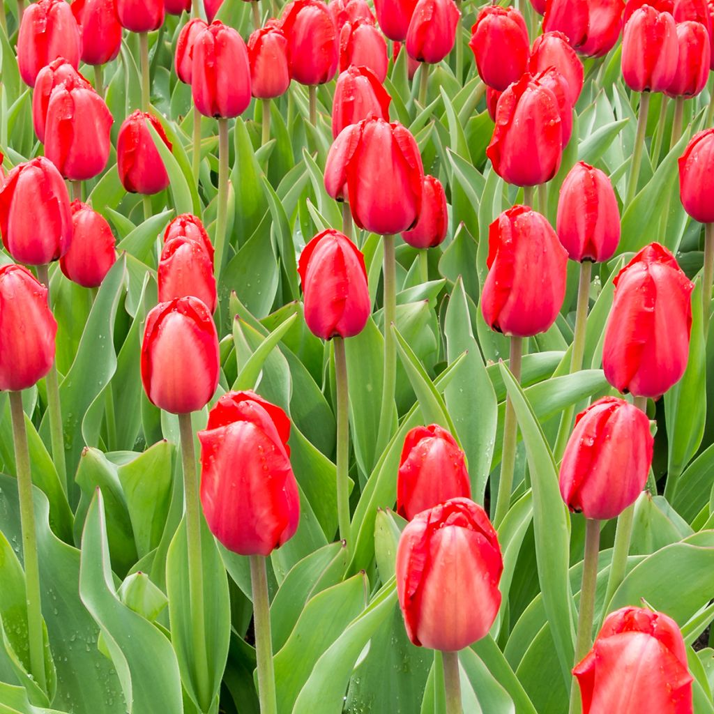 Tulipán híbrido Darwin Red Impression