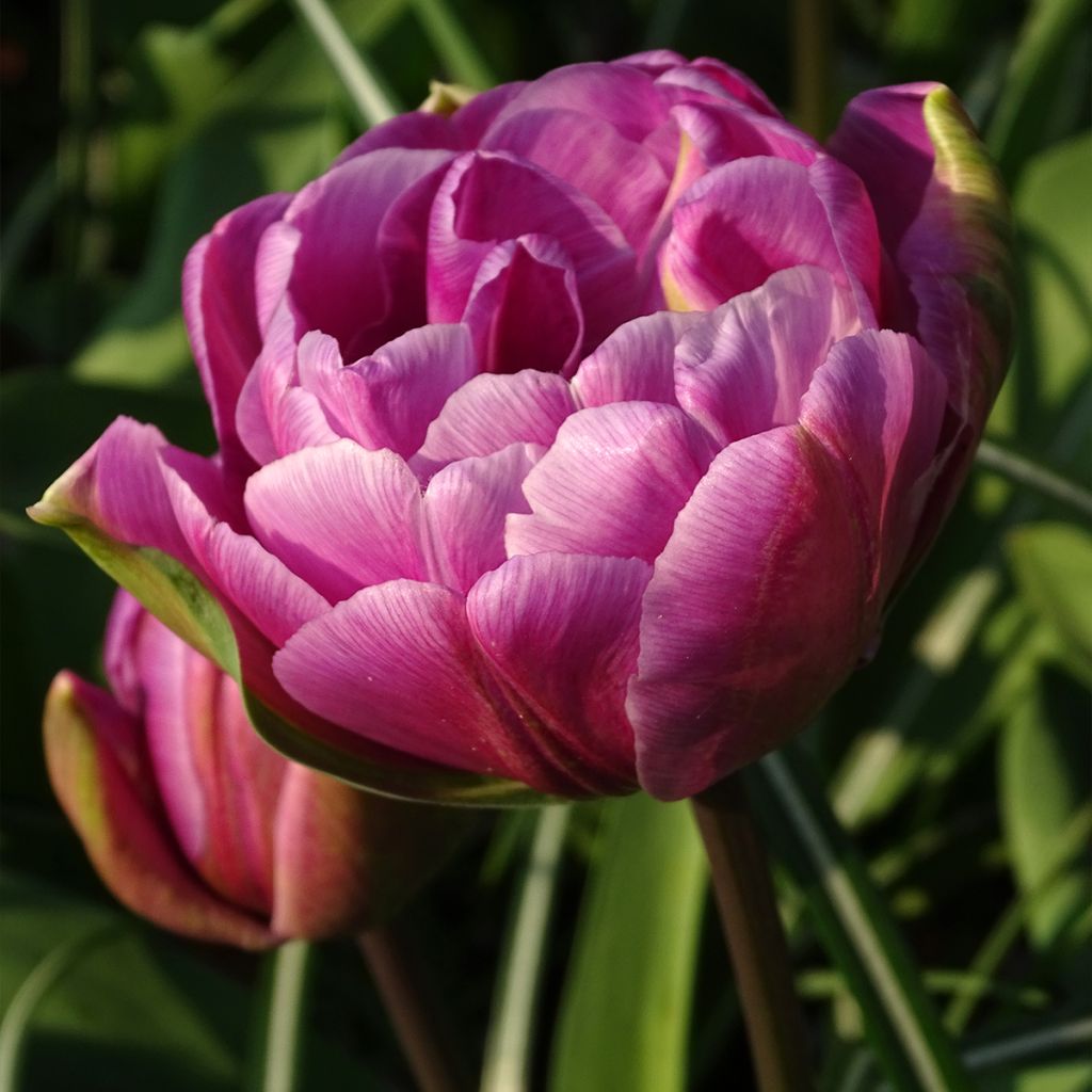 Tulipán doble de flor tardía Diamant Bleu