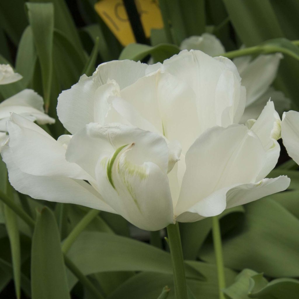 Tulipe Double Tardive Maureen