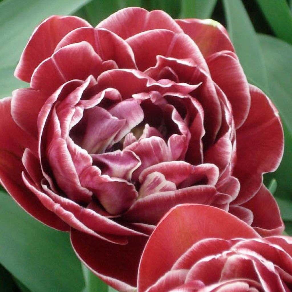 Tulipe Double Tardive Dream touch