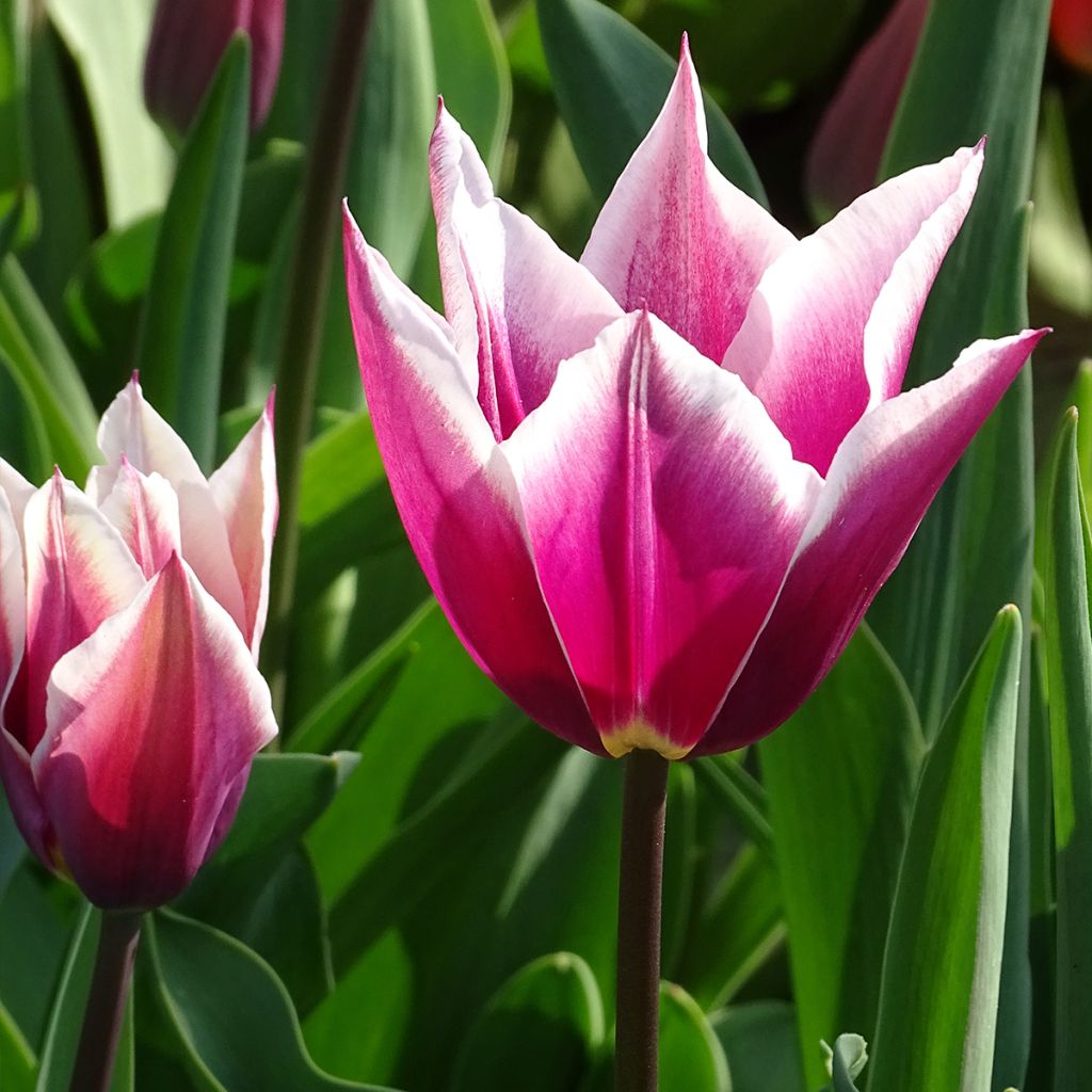 Tulipán flor de lis Claudia