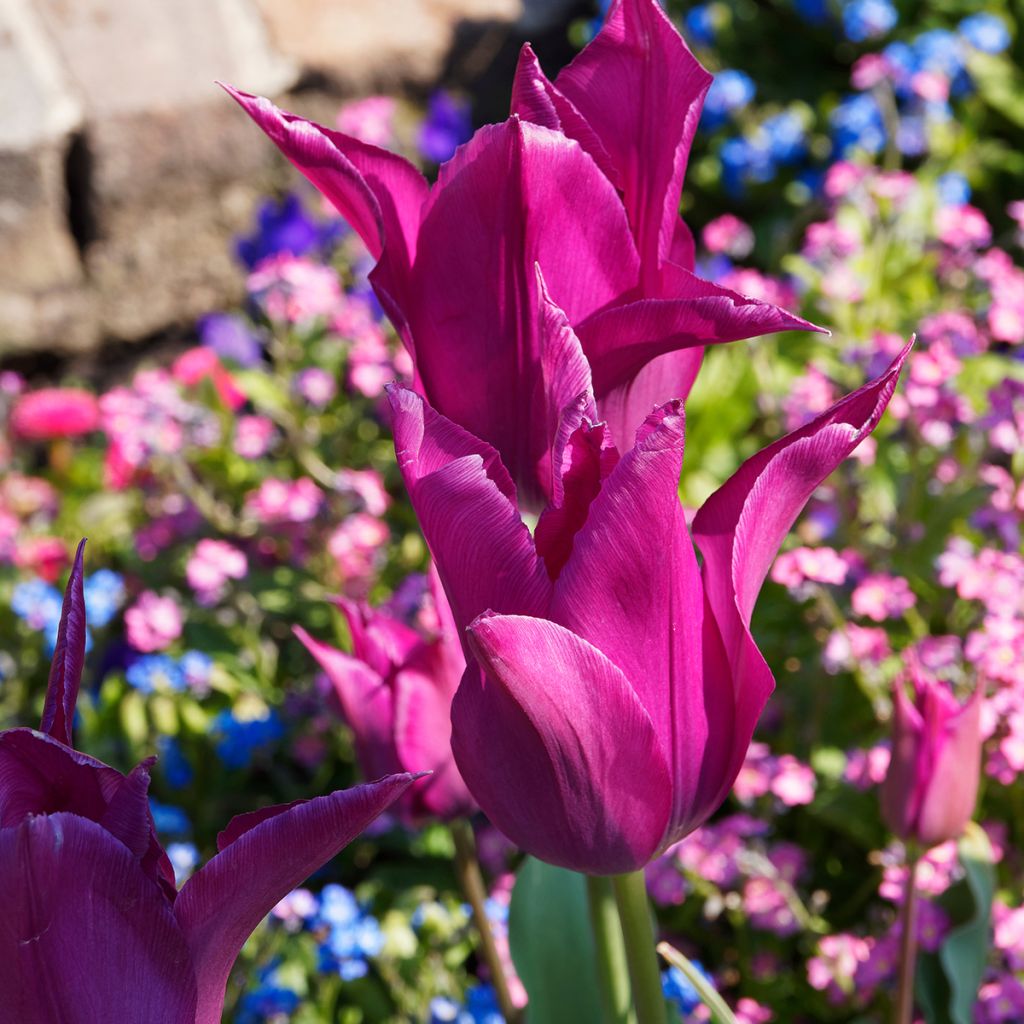 Tulipán flor de lis Burgundy