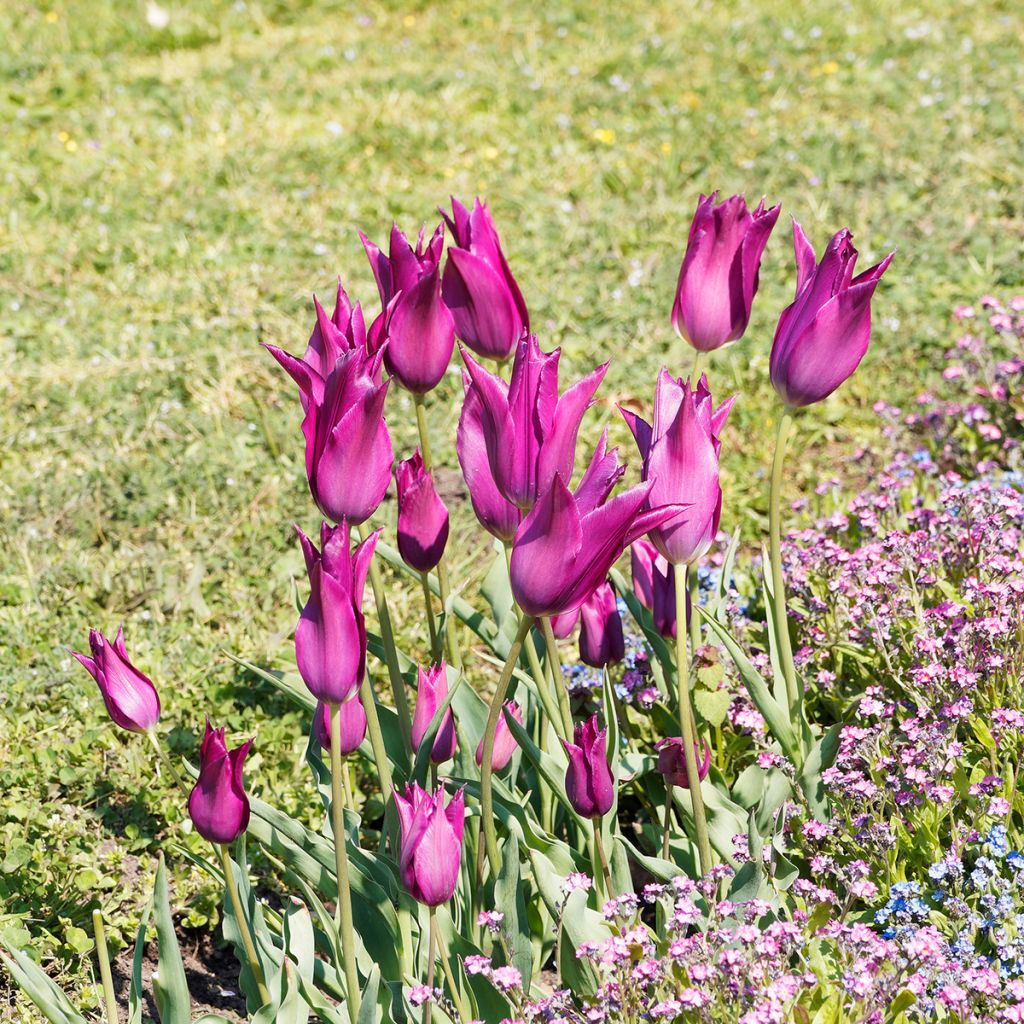 Tulipán flor de lis Burgundy