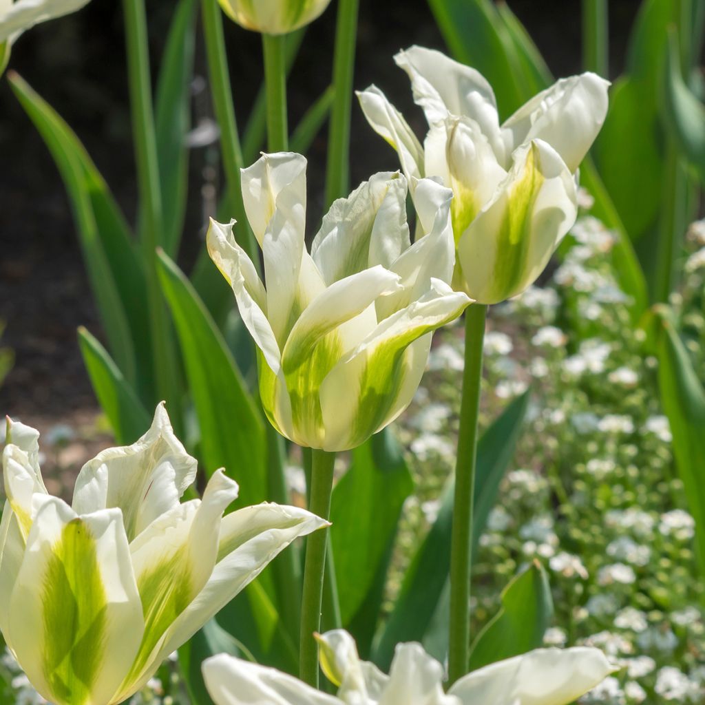 Tulipán flor de lis Greenstar