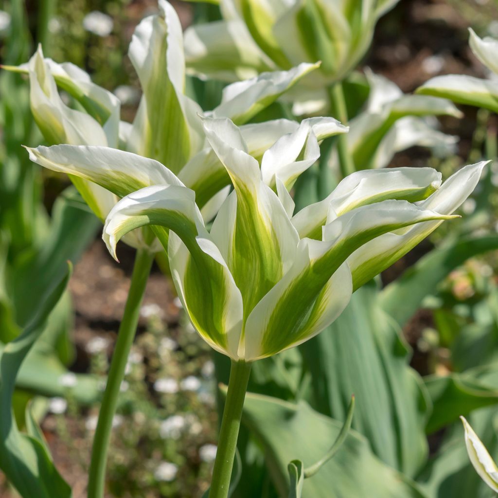 Tulipán flor de lis Greenstar