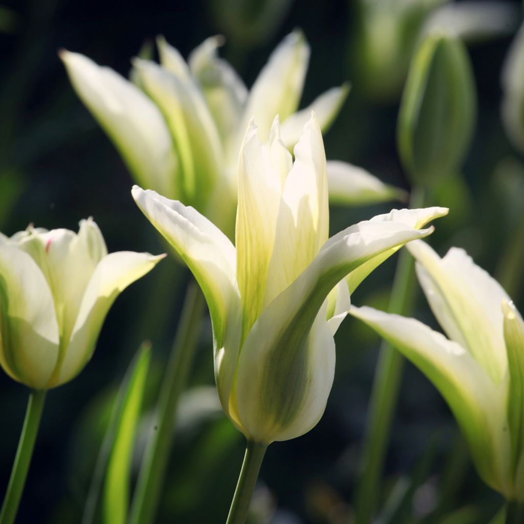 Tulipán flor de lis Greenstar