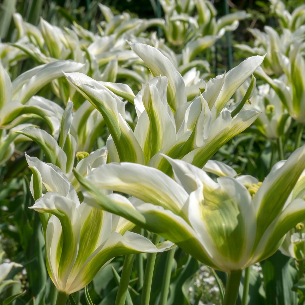 Tulipán flor de lis Greenstar