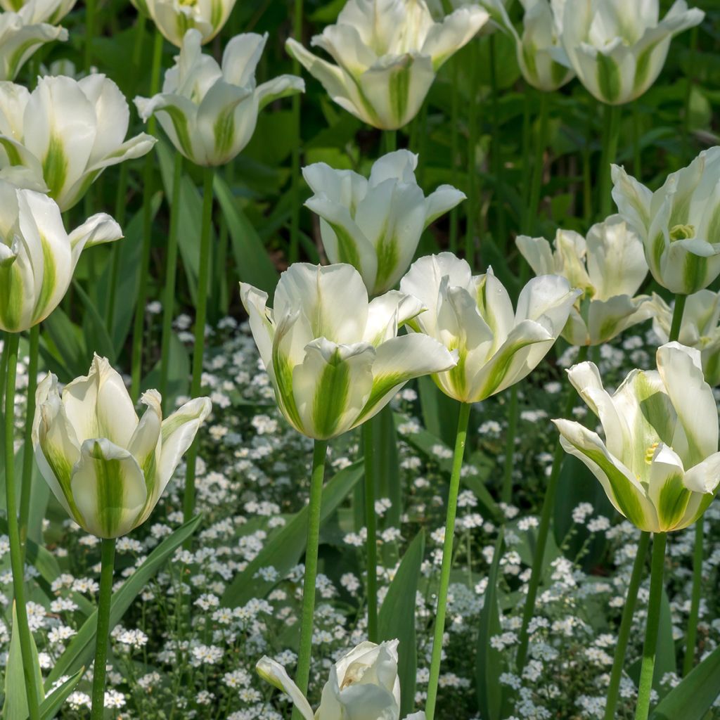 Tulipán flor de lis Greenstar