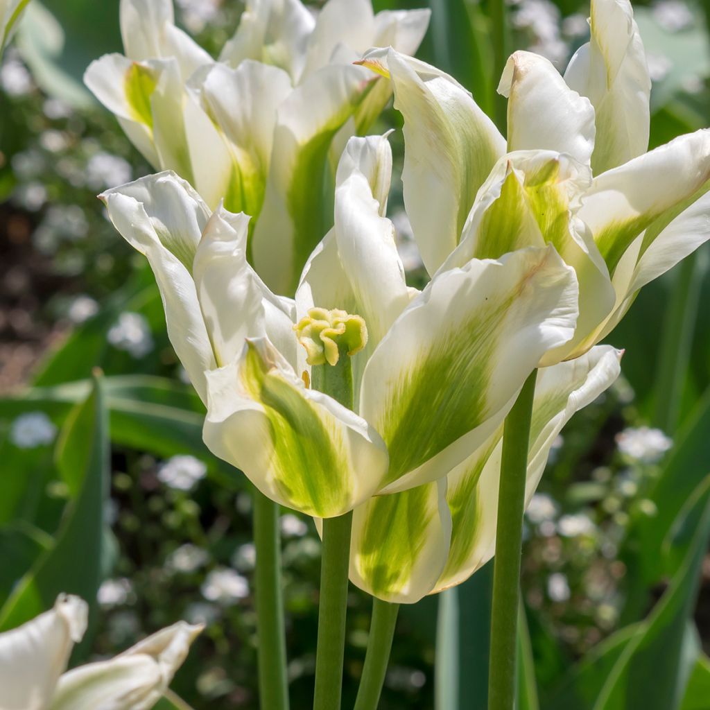 Tulipán flor de lis Greenstar