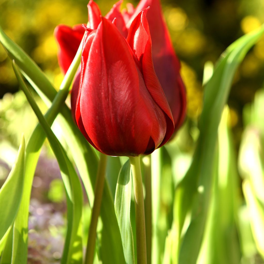 Tulipán flor de lis Lasting Love