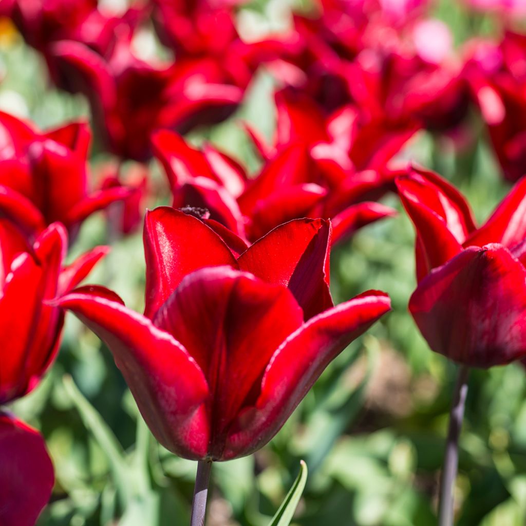 Tulipán flor de lis Lasting Love