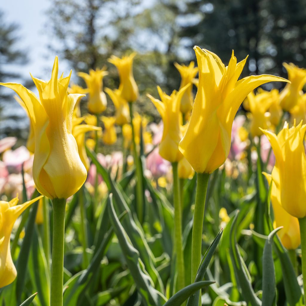 Tulipán flor de lis West Point