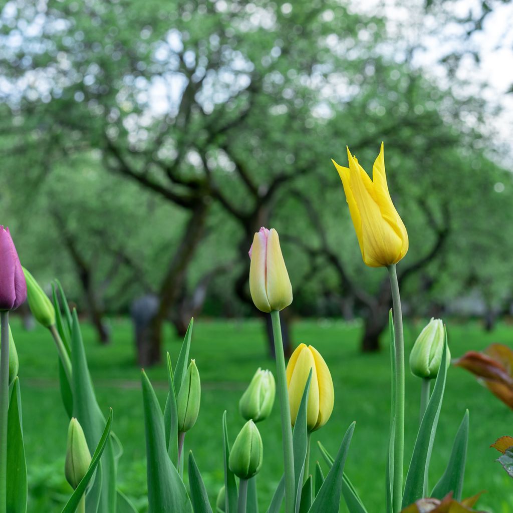 Tulipán flor de lis West Point