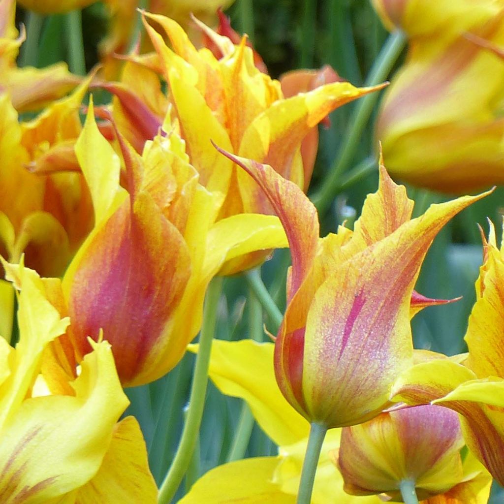 Tulipe Fleur de lys Vendée Globe