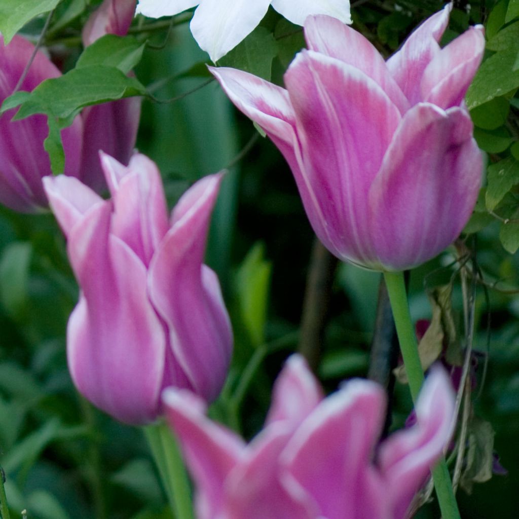 Tulipe Fleur de Lis Ballade