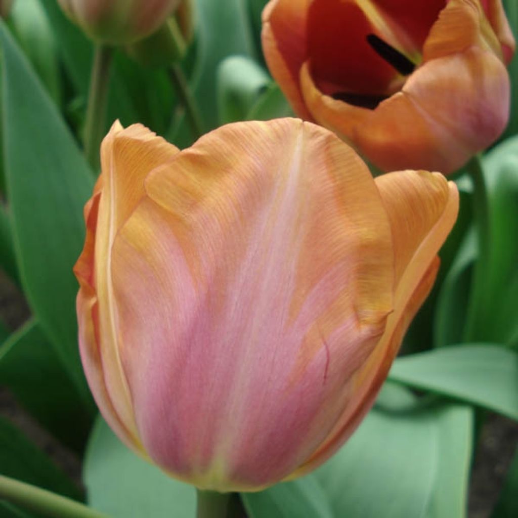 Tulipe Triomphe Malaika